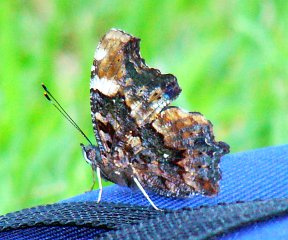 kaniska canace