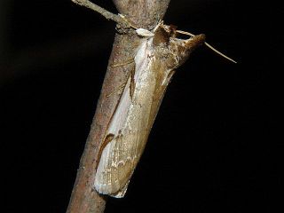 Kurama mirabilis