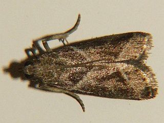 Nyctegretis triangulella