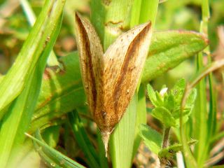 Hypena abducalis