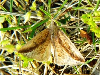 Hypena abducalis