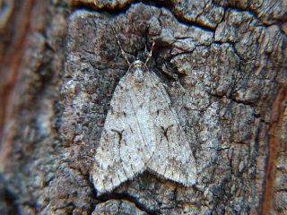 Operophtera japonaria
