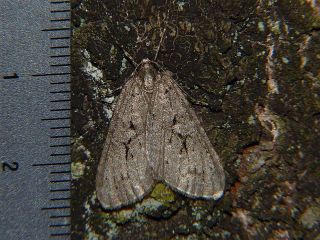 Operophtera japonaria