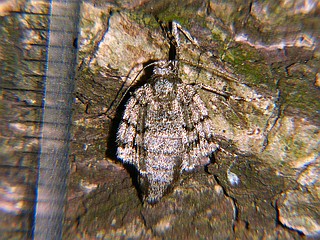 Operophtera japonaria