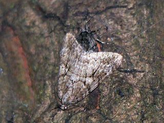 Operophtera japonaria