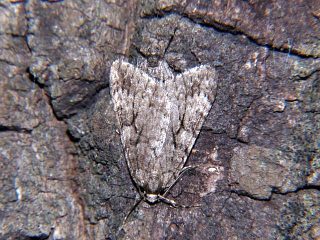 Operophtera japonaria