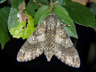 Dolbina tancrei