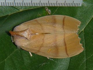 Rabtala cristata