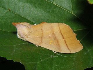 Rabtala cristata