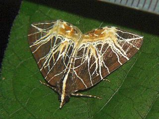 Evecliptopera illitata illitata