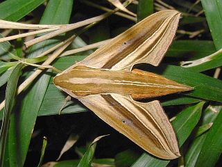 Theretra oldenlandiae