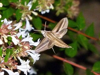 Theretra oldenlandiae