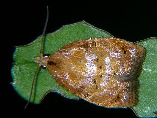 Acleris enitescens