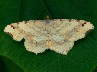 Macaria shanghaisaria shanghaisaria