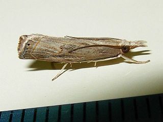 Parapediasia teterrella