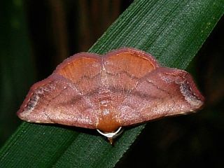 Corgatha nitens