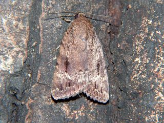 Amphipyra pyramidea yama