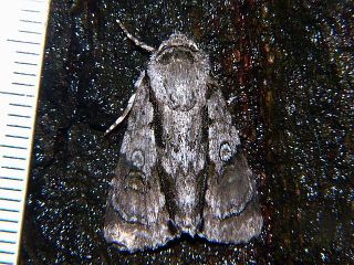 Craniophora fasciata