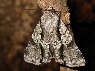 Craniophora fasciata