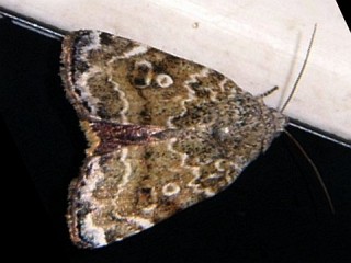 Cosmia achatina