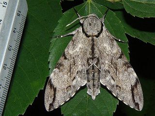 Psilogramma incretum