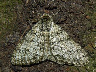 Phigalia sinuosaria