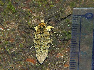 Phigalia sinuosaria