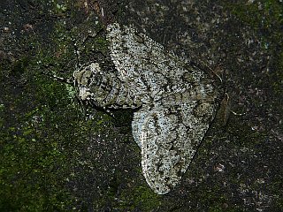 Phigalia sinuosaria