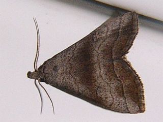 Herminia innocens