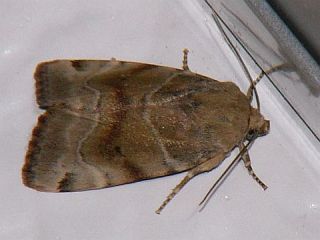 Cosmia camptostigma