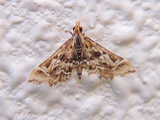 Diasemia reticularis