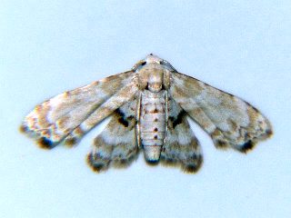 Holocryptis ussuriensis