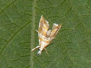 Glaucocharis exsectella
