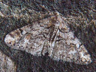Agriopis dira
