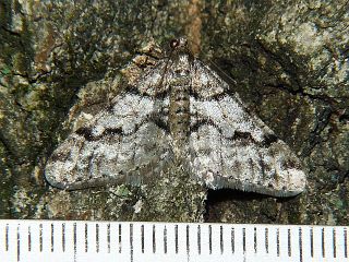 Agriopis dira