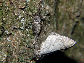 Agriopis dira