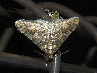 Agriopis dira