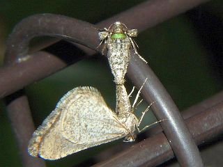 Agriopis dira