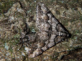 Agriopis dira