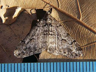 Agriopis dira
