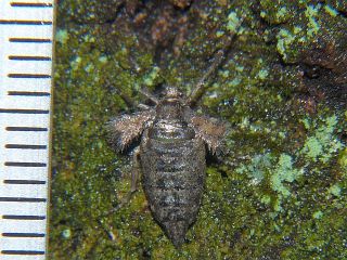 Agriopis dira