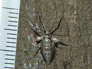 Agriopis dira