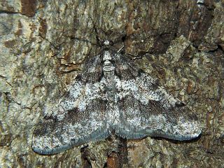 Agriopis dira