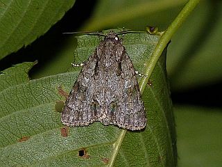 Plataplecta pulverosa