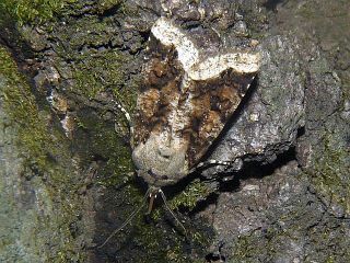 Orthosia limbata
