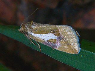 Micardia argentata