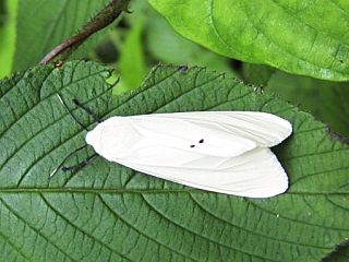 Spilarctia subcarnea