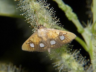 Analthes semitritalis
