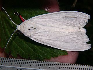 Chionarctia nivea