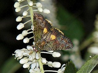 Triphaenopsis lucilla